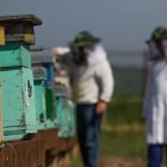 наблюдения за пчелами-4