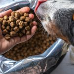 Выберите здоровый корм для правильного питания собаки 